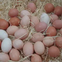 فروش تخم مرغ محلی با قیمت مقطوع