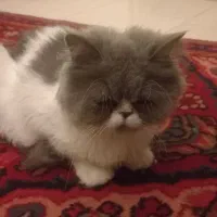 پرشین اصیل زیبا
