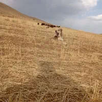 سگ سرابی|سگ|ملایر, |دیوار