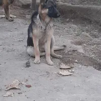 سگ ژرمن