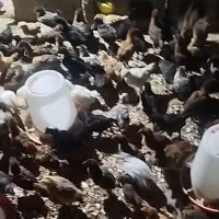 یک ماهه به صورت عمده