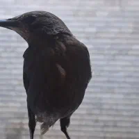 گمشده