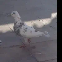 قلمکار