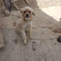 سگ پاپی