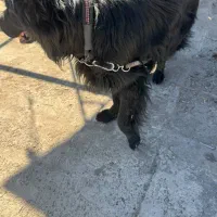 سگ ژرمن بلک