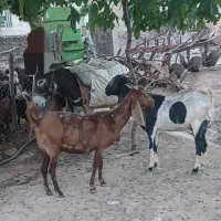 بز نژدی نژاد دار