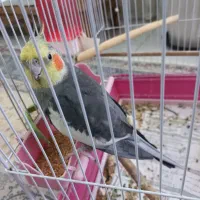 طوطی نر مست کارداده