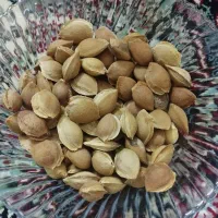 فندوق تازه و دانه شیرین  زردالو