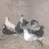 یه بوم دمگیر همه دم دار