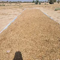 تخمک هندوانه