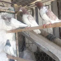 کبوتر زوردار