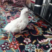 عروس هلندی  آلبینو چشم شرابی