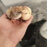 جوجه اورپینگتون .ایام سمانی.ویاندوت‌ اورنج و بلک ا
