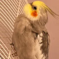 گمشده