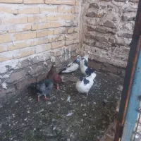 کفتر‌ساده‌سیاه‌نر،کفتر‌خال‌سیاه‌نر