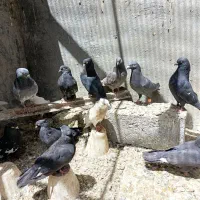 کبوتر طوقی زاغ کله ای