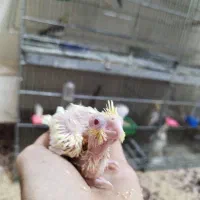 تعدادی جوجه عروس۲۰روزه لوتینو چشم شرابی گلباقالی