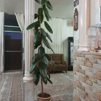 گل طبیعی فیکوس