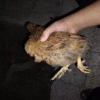 جوجه خانگی