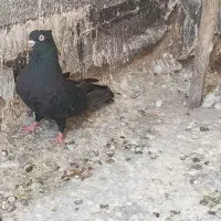 کبوترپرشی ۲۵۰۰۰