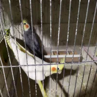 عروس|پرنده|اردبیل, |دیوار