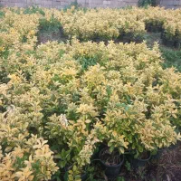 گل شمشاد طلایی