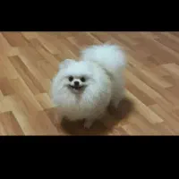 پامر خرسی نر