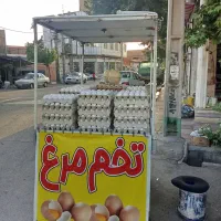 تخم مرغ و تخم شتر مرغ
