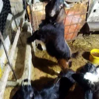 بز.|حیوانات مزرعه|مینودشت, |دیوار