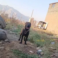 واگذاری کنکورسو نر