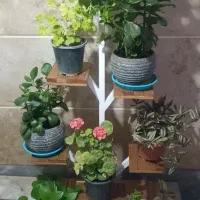 استند مدل درختی