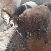 بره.نرو.ماده