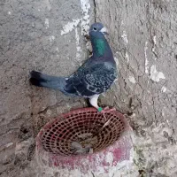 سلام نر فروشی صحیح سالم