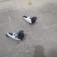 فروش جوجه سینه سیاه