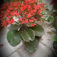 فروش گل گیاه تکی وعمده
