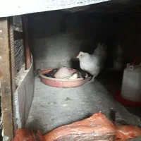 جوجه محلی با مرغ