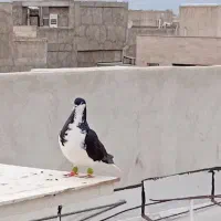 خوشرنگ سیاه پشت زرد