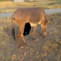 خر نر سرحال