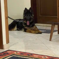 سگ ژرمن شپرد
