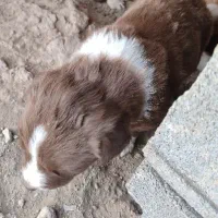 توله قدرجونی