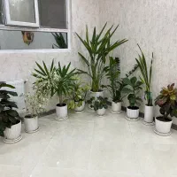 گل های آپلرتمانی