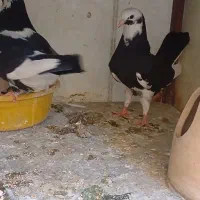 جوجه کبوتر زیبا و پرشی