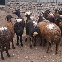 شیشک گوسفند  ده راس