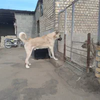 سگ نگهبان