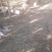 بوقلمون محلی