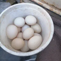 تخم مرغ گلین نطفه دار