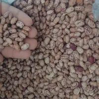 لوبیا چیتی مرغوب، کاشت روستایی، کیفیت عالی