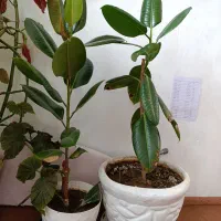 گل خانگی همراه با گلدان