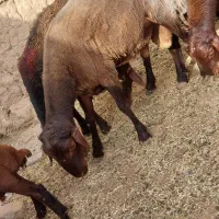 دو راس بره قوچ افشار همو ۱ساله