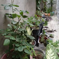 گل گیاه|گل و گیاه طبیعی|پارس‌آباد, |دیوار